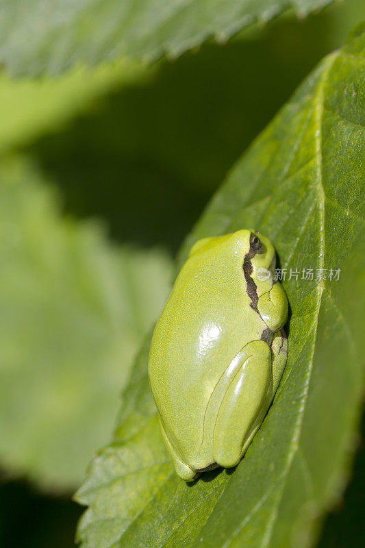 树蛙(Hyla arborea)